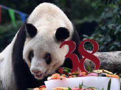 全球最长寿圈养大熊猫“新星”去世